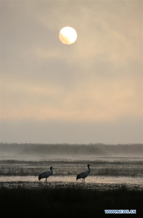 CHINA-GUIZHOU-NATURE RESERVE-MIGRATORY BIRDS (CN)