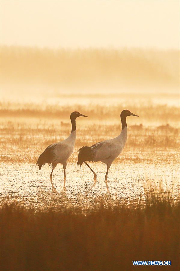 CHINA-GUIZHOU-NATURE RESERVE-MIGRATORY BIRDS (CN)