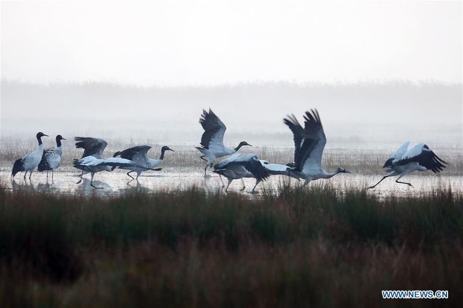 CHINA-GUIZHOU-NATURE RESERVE-MIGRATORY BIRDS (CN)