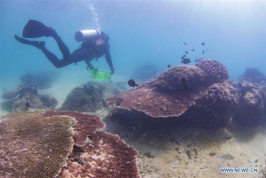 CHINA-HAINAN-DIVING INSTRUCTOR-CORAL REEF RESTORATION (CN)