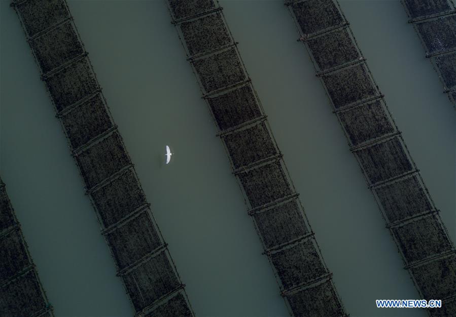 CHINA-FUJIAN-SEAWEED-HARVEST(CN) 