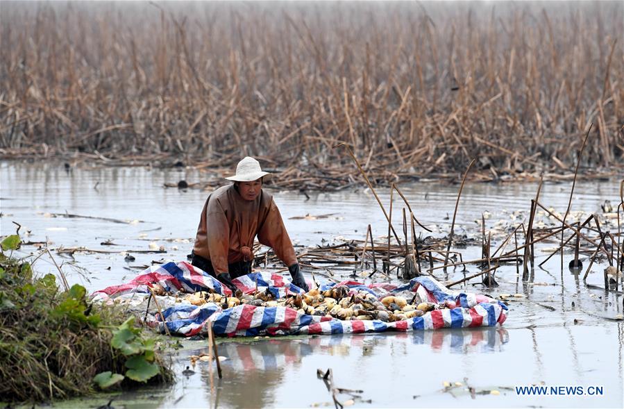 CHINA-ANHUI-LOTUS ROOT-HARVEST (CN)