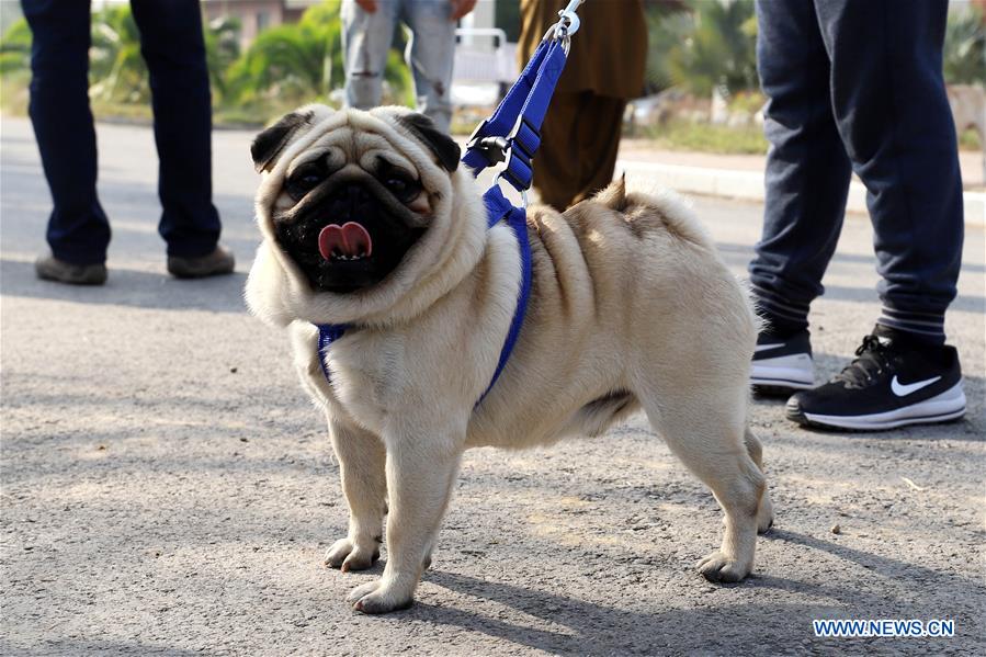 PAKISTAN-ISLAMABAD-DOG SHOW