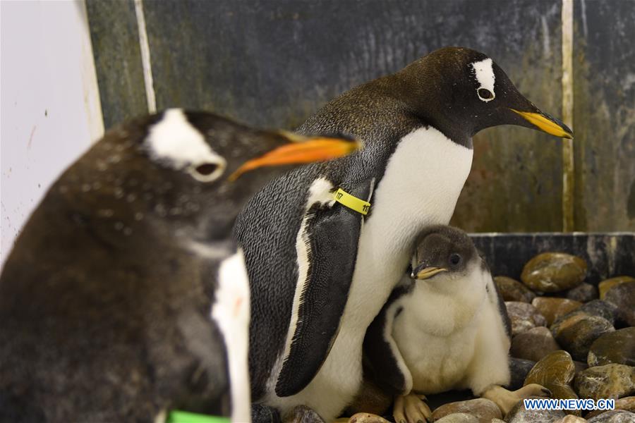 CHINA-HARBIN-POLARLAND-PENGUIN (CN)