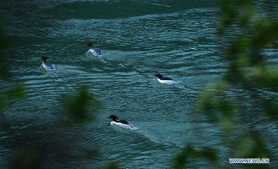 CHINA-JIANGXI-LONGHU MOUNTAIN-CHINESE MERGANSERS (CN)