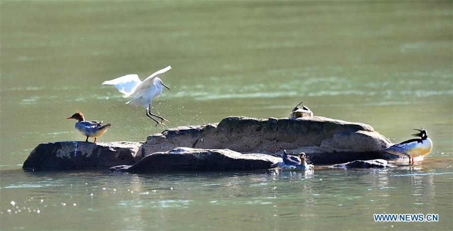 CHINA-JIANGXI-LONGHU MOUNTAIN-CHINESE MERGANSERS (CN)