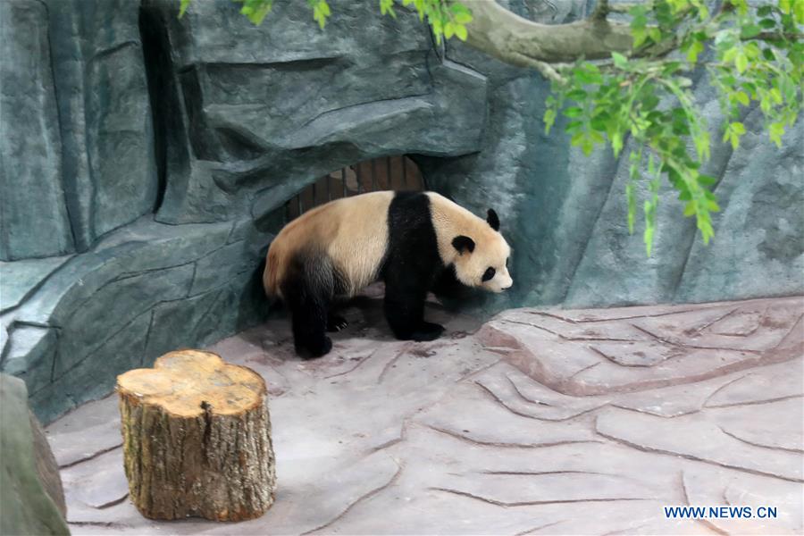 #CHINA-ANHUI-HUANGSHAN-GIANT PANDA (CN)