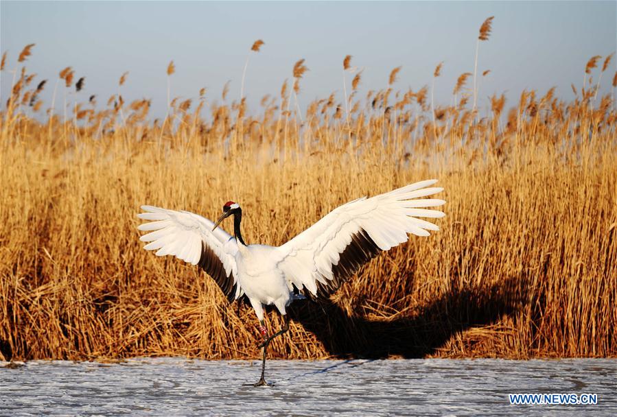 CHINA-HEILONGJIANG-RED-CROWNED CRANES (CN)