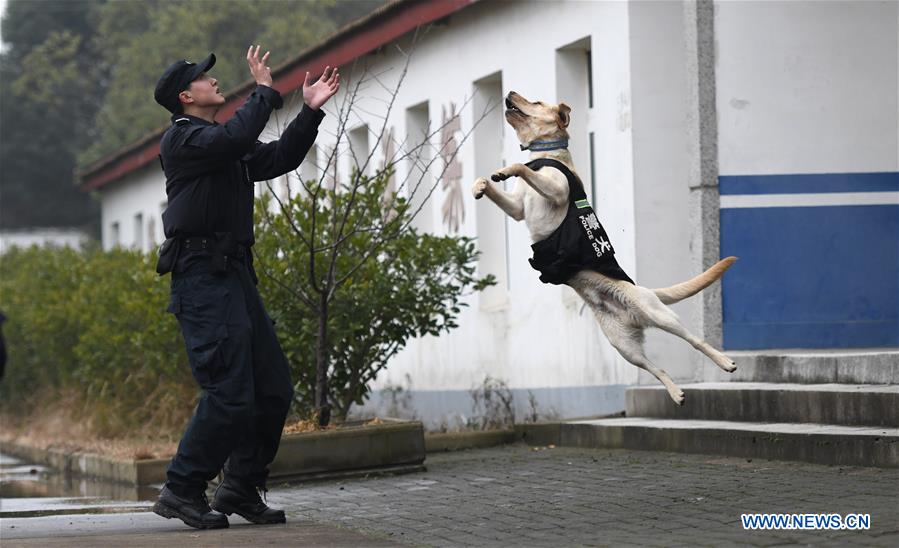 CHINA-HUBEI-WUHAN-POLICE DOG-TRAINING (CN) 