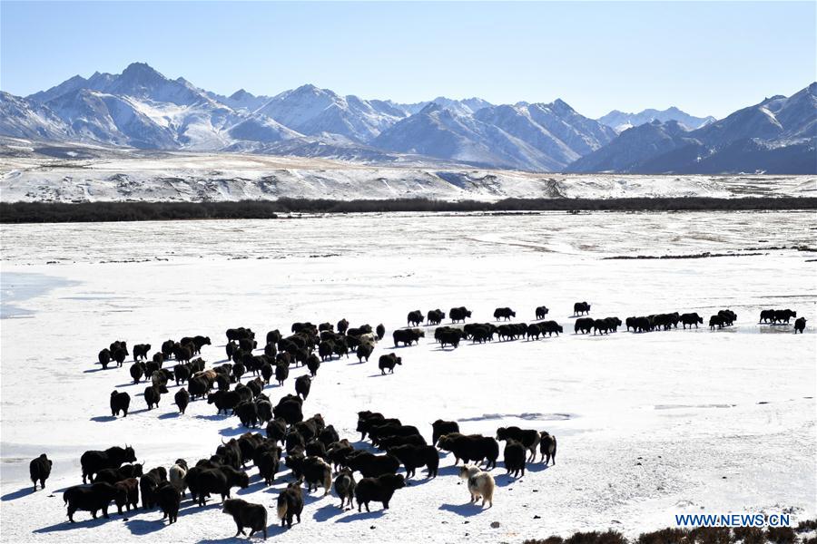 CHINA-GANSU-SHANDAN RANCH-HORSE (CN)