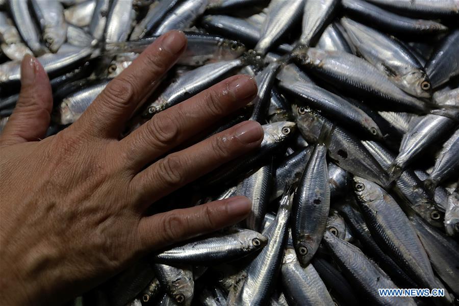 PHILIPPINES-QUEZON-MARKET-ENDANGERED FRESHWATER SARDINES