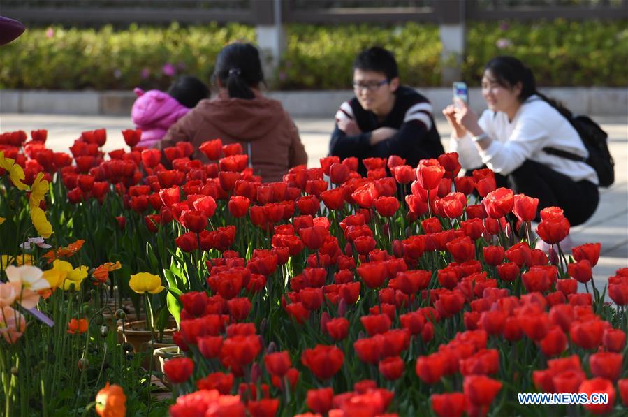 CHINA-KUNMING-FLOWERS (CN)