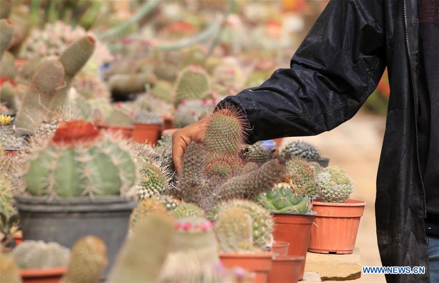 MIDEAST-GAZA-CACTUS