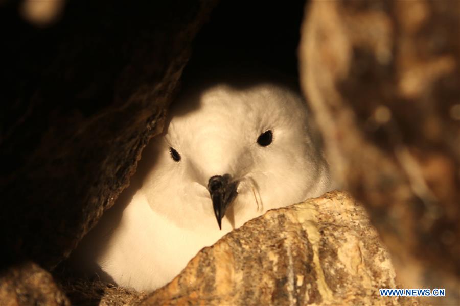 ANTARCTICA-CHINA-ZHONGSHAN STATION-SNOW PETREL