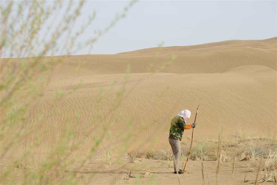 Xinhua Headlines: NASA satellite data verify China's contribution to global greening efforts 