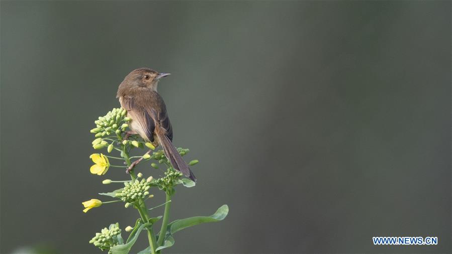 CHINA-FUJIAN-BIRD (CN)