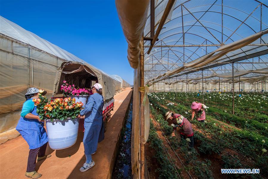 CHINA-YUNNAN-THAILAND-BANGKOK-FLOWER TRADE