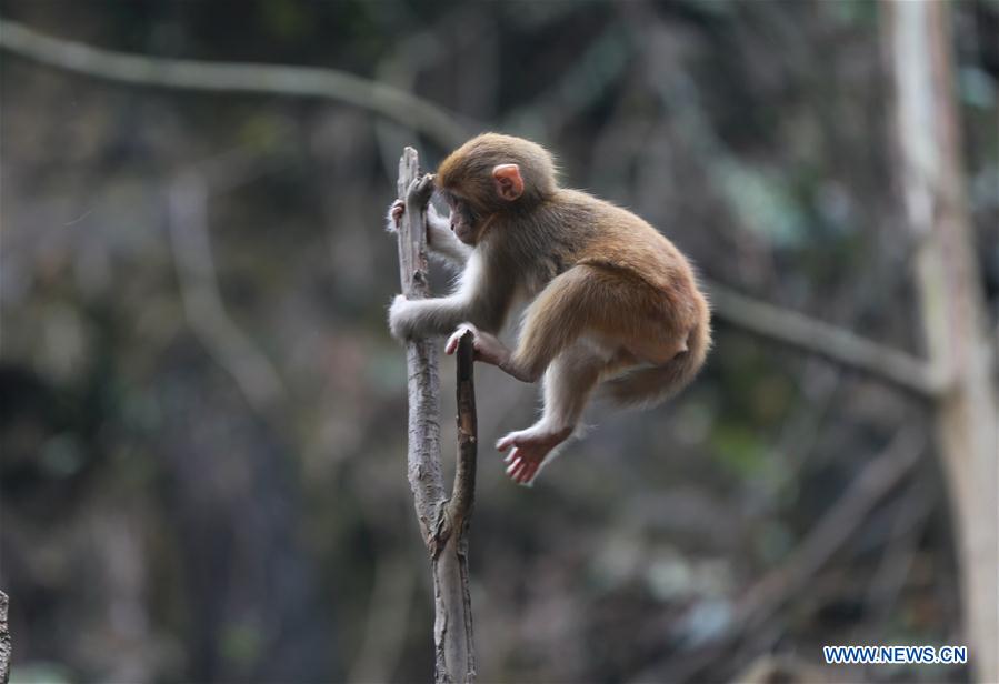 #CHINA-HUNAN-SPRING-MACAQUES(CN)