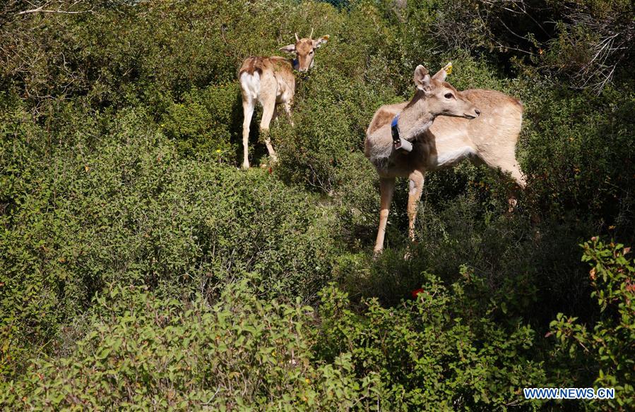 MIDEAST-JERUSALEM-PERSIAN FALLOW DEER-RELEASE