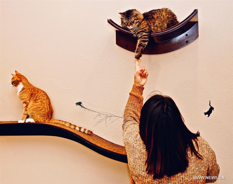 U.S.-ALBUQUERQUE-CAT CAFE