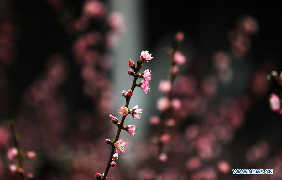 #CHINA-SHANDONG-LINYI-PEACH BLOSSOM (CN)