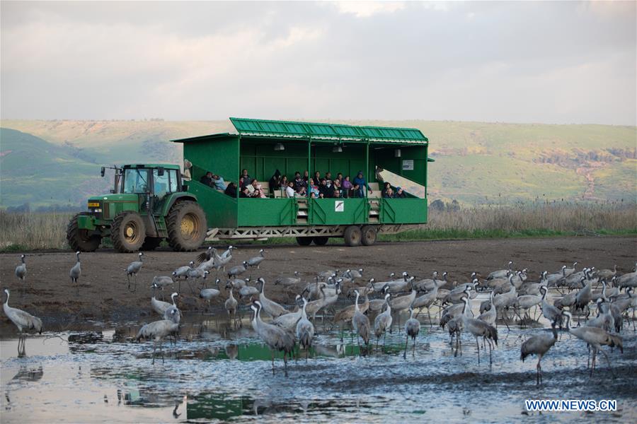 ISRAEL-HULA VALLEY-BIRD-MIGRATION