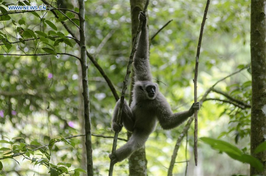 INDONESIA-WEST JAVA-JAVAN SILVERY GIBBON-RELEASED