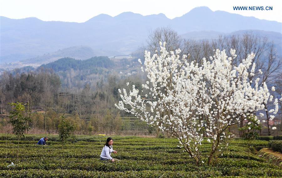 CHINA-SHAANXI-XIXIANG-SPRING-TEA GARDEN (CN)