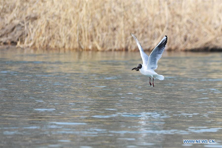 CHINA-SHANXI-TAIYUAN-FENHE WETLAND PARK-WATERFOWL (CN)