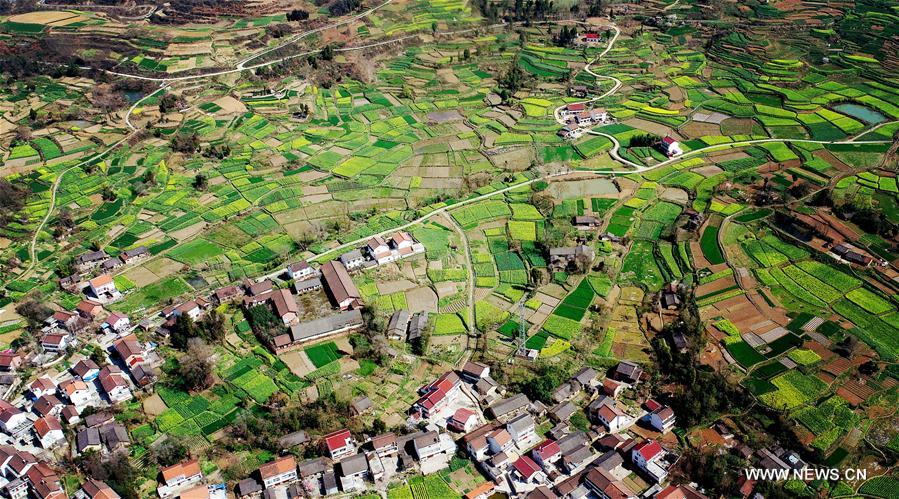 CHINA-SHAANXI-COLE FLOWERS