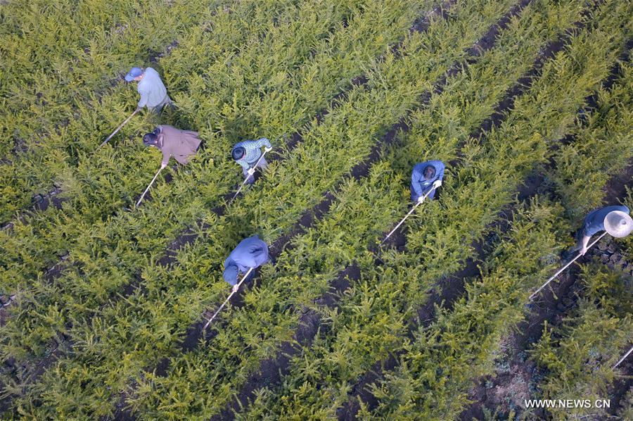 CHINA-GANSU-HUIXIAN-POVERTY ALLEVIATION-TREE NURSERY (CN)