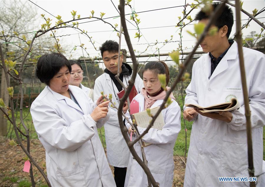 (SCI-TECH)CHINA-HUBEI-KIWIFRUIT GERMPLASM REPOSITORY (CN)