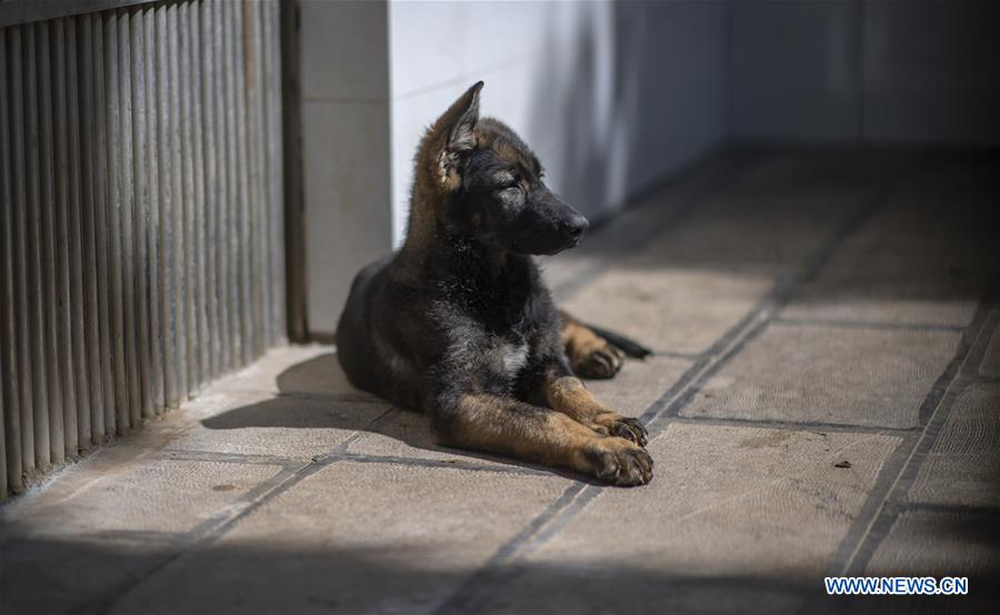 CHINA-YUNNAN-FIRST CLONED POLICE DOG-TRAINING (CN)