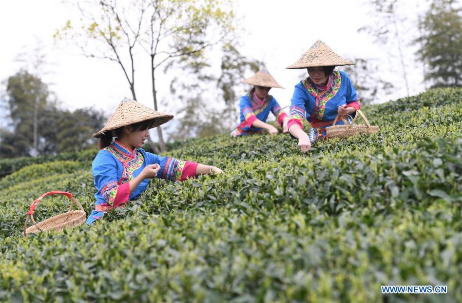 CHINA-FUJIAN-FUDING-TEA HARVEST (CN)