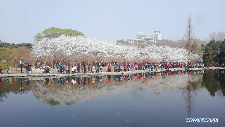 (BeijingCandid)CHINA-BEIJING-SPRING-CHERRY BLOSSOMS (CN)