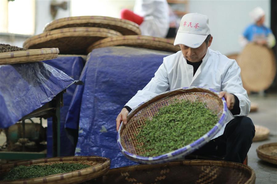 CHINA-GUIZHOU-QINGMING CUIYA TEA-MAKING (CN)