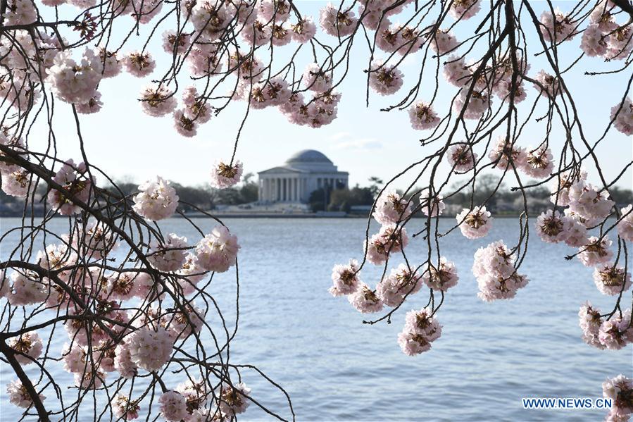 U.S.-WASHINGTON D.C.-CHERRY BLOSSOM