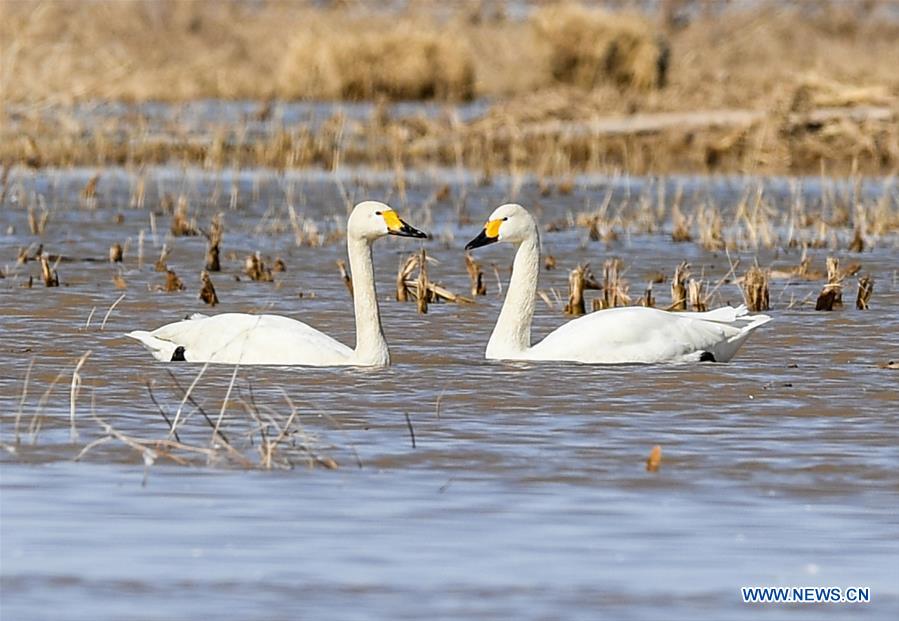 CHINA-INNER MONGOLIA-HANGJIN BANNER-SWAN (CN)