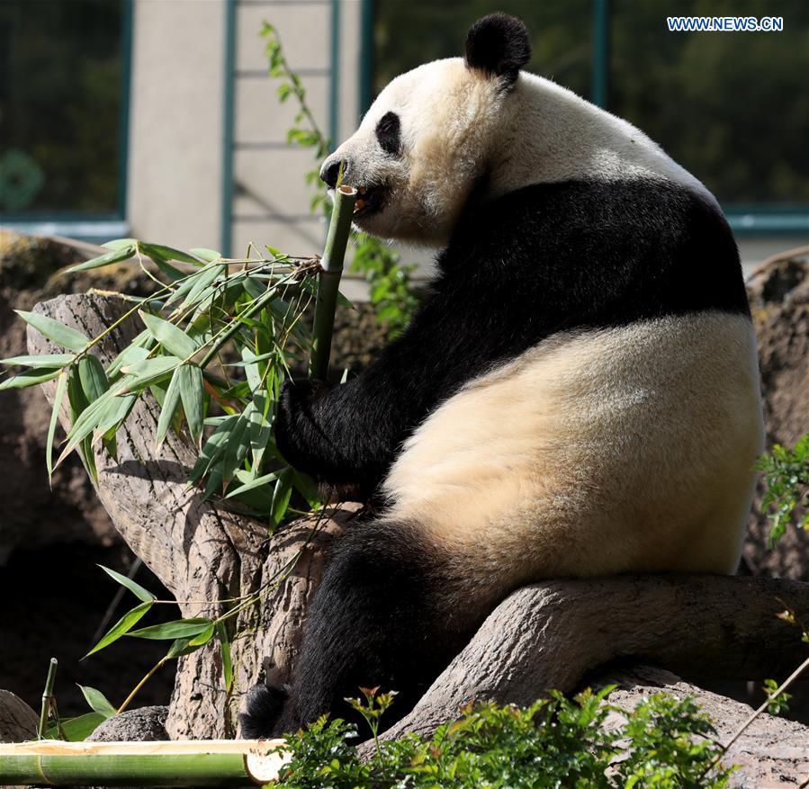 U.S.-CALIFORNIA-SAN DIEGO ZOO-PANDA-FAREWELL