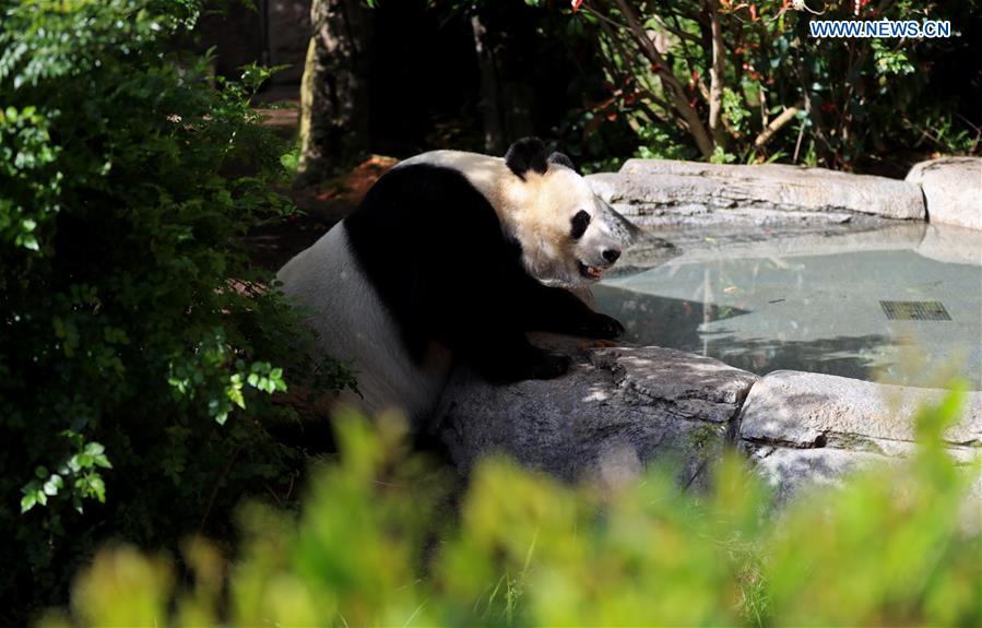 U.S.-CALIFORNIA-SAN DIEGO ZOO-PANDA-FAREWELL