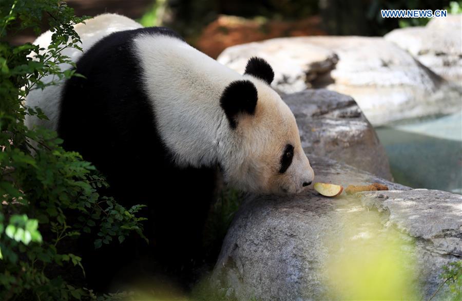 U.S.-CALIFORNIA-SAN DIEGO ZOO-PANDA-FAREWELL