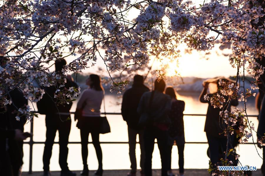 U.S.-WASHINGTON D.C.-CHERRY BLOSSOM