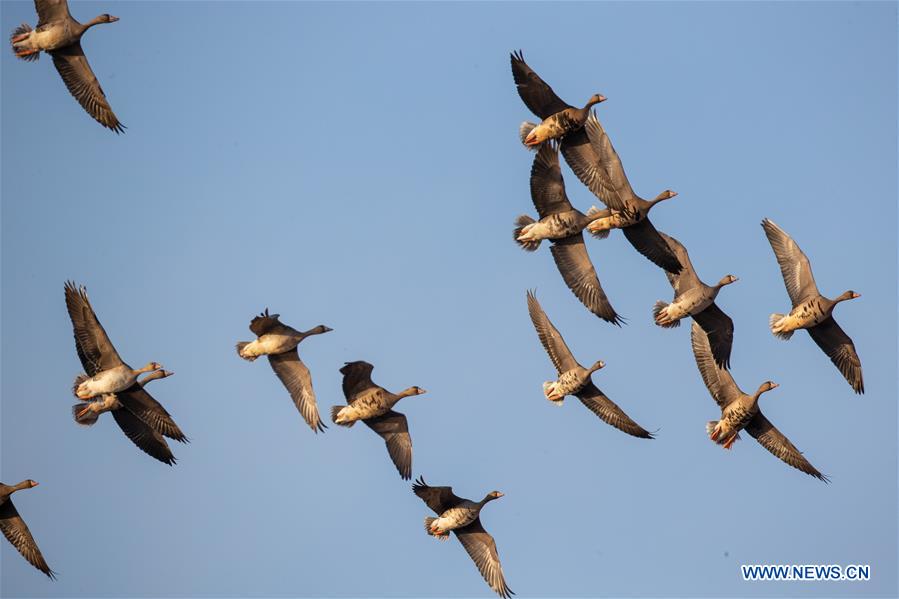 CHINA-JILIN-NATURE RESERVE-MIGRANT BIRDS (CN)