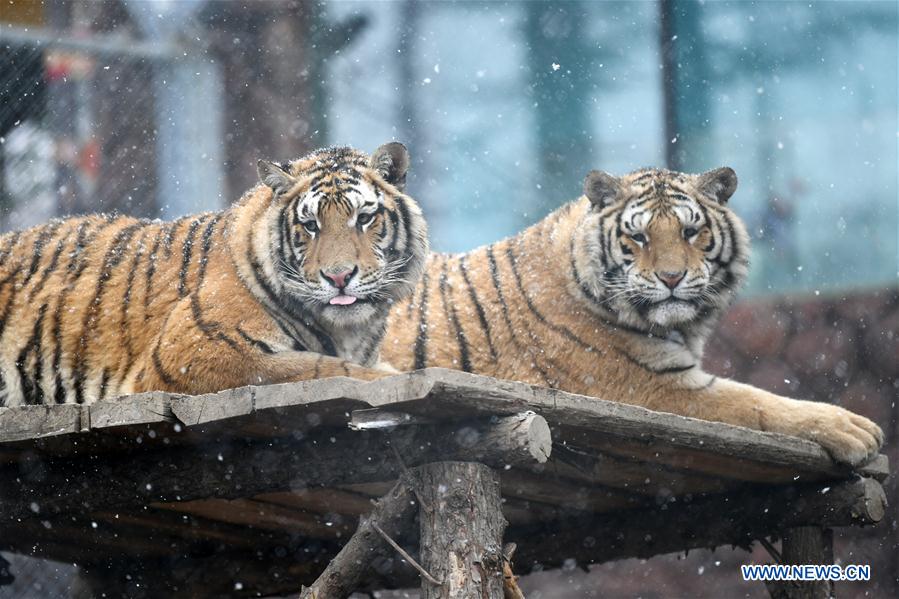 CHINA-HEILONGJIANG-SNOW-SIBERIAN TIGERS (CN)