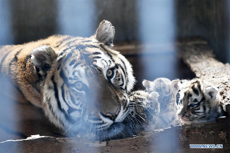 CHINA-HEILONGJIANG-HAILIN-TIGER CUBS (CN)