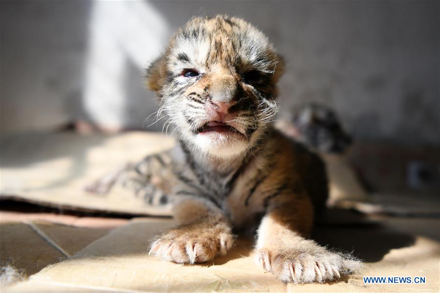 CHINA-HEILONGJIANG-SIBERIAN TIGER-BREEDING (CN)