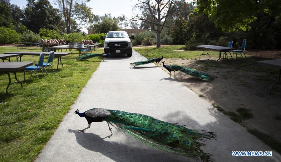 UNITED STATES-LOS ANGELES-COUNTY ARBORETUM AND BOTANIC GARDEN