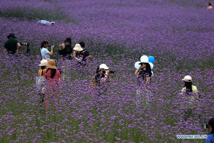 CHINA-GUANGXI-NANNING-FLOWER-TOURISM (CN)