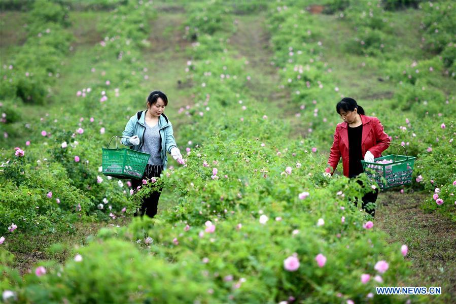 CHINA-ANHUI-FEIXI-ROSE ECONOMY (CN)