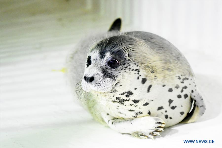 CHINA-HARBIN-SEAL KINDERGARTEN (CN)